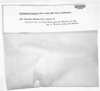 Daedaleopsis confragosa image